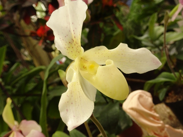 Пафиопедилум x Розовый Рассвет - Paphiopedilum x Rosy Dawn