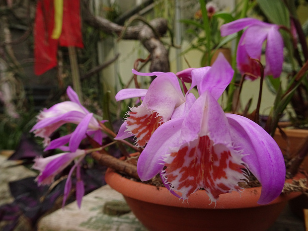 Плейоне прекрасная - Pleione formosana