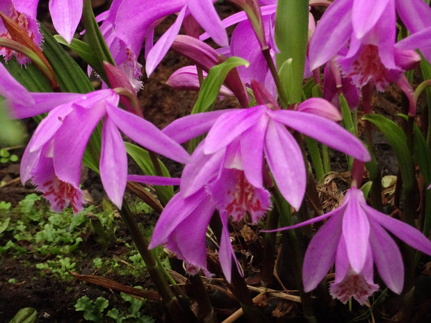 Плейоне x гибридная - Pleione x hybrida