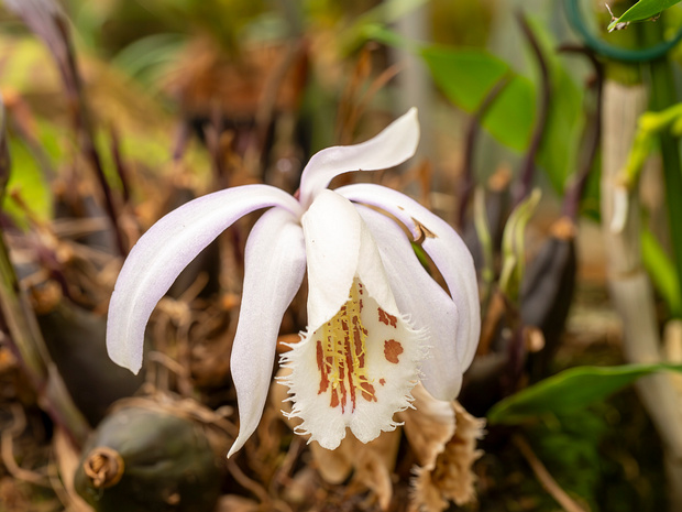 Плейонэ Формоза - Pleione formosana