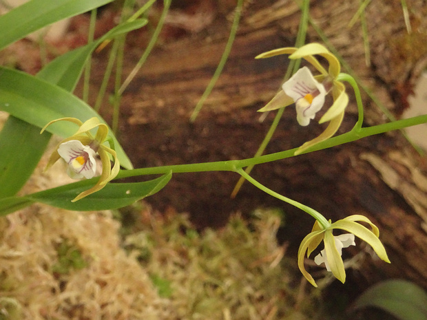 Простехея птероплодная - Prosthechea pterocarpa