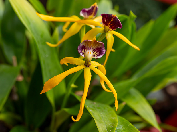 Простехея раковинковидная 'Октокиска' - Prosthechea cochleata 'Octopussy'