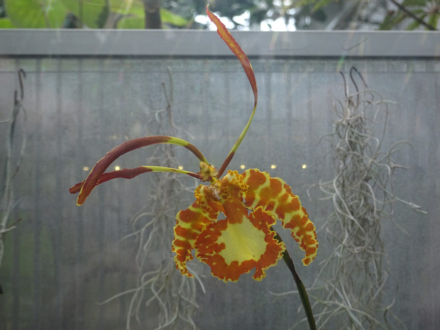 Психопсис x Марипоза - Psychopsis x Mariposa