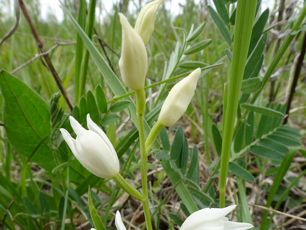Пыльцеголовник длиннолистный - Cephalanthera longifolia