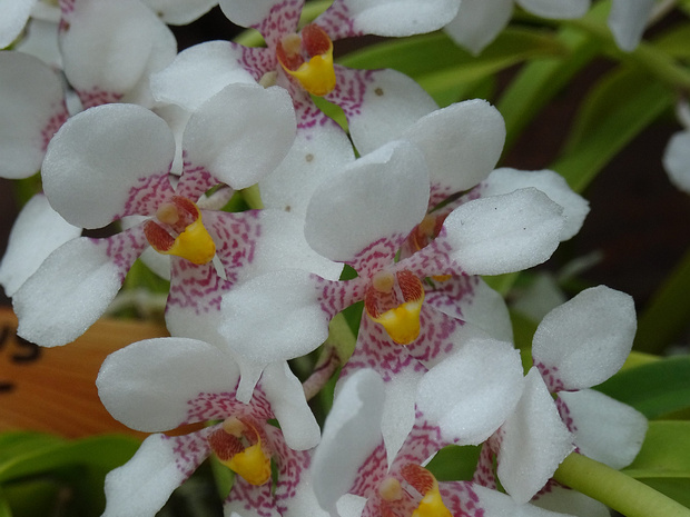 Саркохилус x Фитзхарт - Sarcochilus x Fitzhart