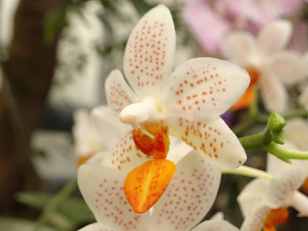 Фаленопсис x Мини Марк - Phalaenopsis x Mini Mark