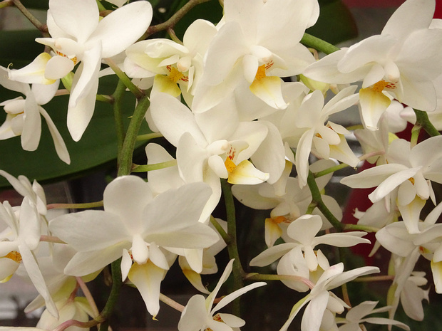 Фаленопсис x Мягкое Облако - Phalaenopsis x Soft Cloud