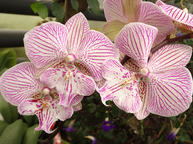 Фаленопсис x Принцесса Молодого Дома 'Большая Губа' - Phalaenopsis x Younghome Princess 'Big Lip'