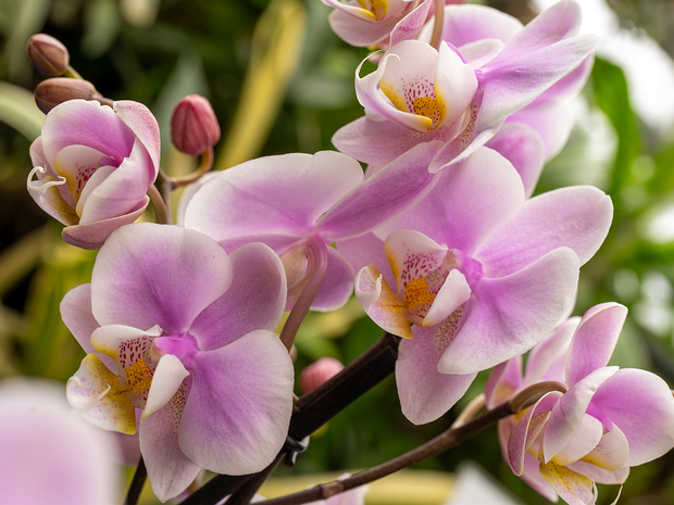 Фаленопсис x Экслюзив Хей - Phalaenopsis x Exclusivo Yei