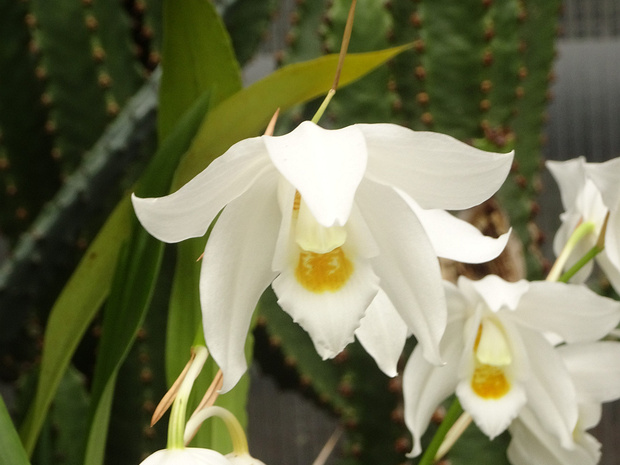 Целогина Мура - Coelogyne mooreana
