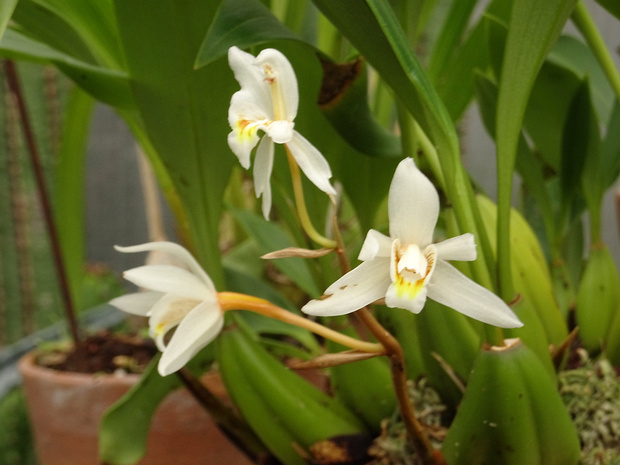 Целогина молочная - Coelogyne lactea
