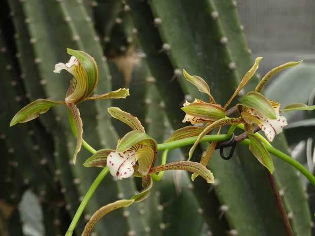 Цимбидиум красноватый - Cymbidium erythraeum