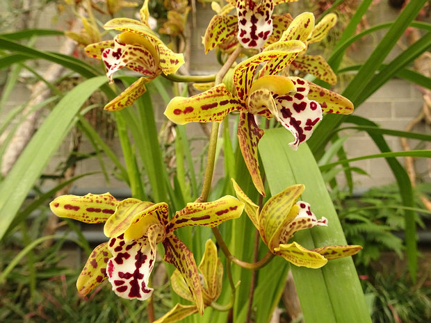 Цимбидиум x Волшебный Шоколад - Cymbidium x Magic Chocolate