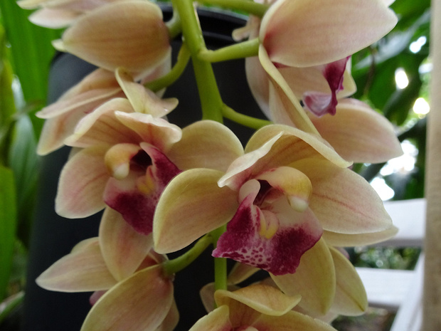 Цимбидиум x Зелёная Весна - Cymbidium Green Spring