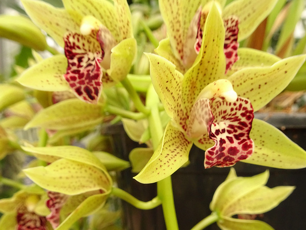 Цимбидиум x Клифф Хатчингс - Cymbidium x Cliff Hutchings