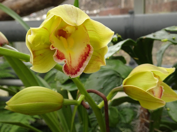 Цимбидиум x гибридный - Cymbidium x hybrida