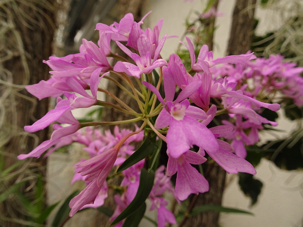 Эпидендрум центропеталум - Epidendrum centropetalum