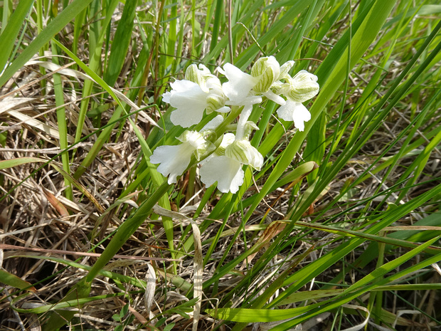 Ятрышник дремлик белая форма - Anacamptis morio f. alba