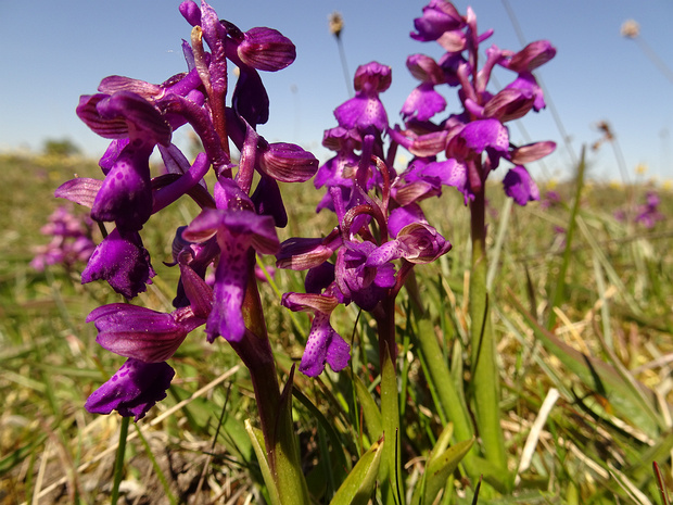 Ятрышник дремлик - Anacamptis morio