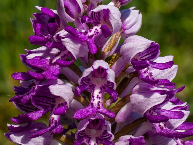 Ятрышник шлемоносный - Orchis militaris