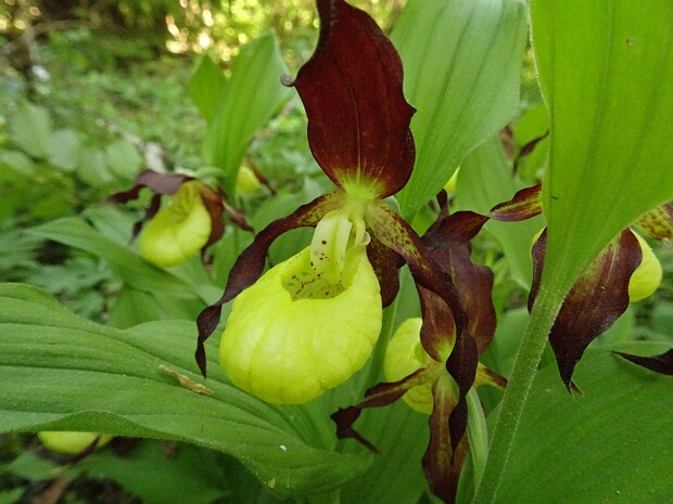 Башмачок настоящий - Cypripedium calceolus