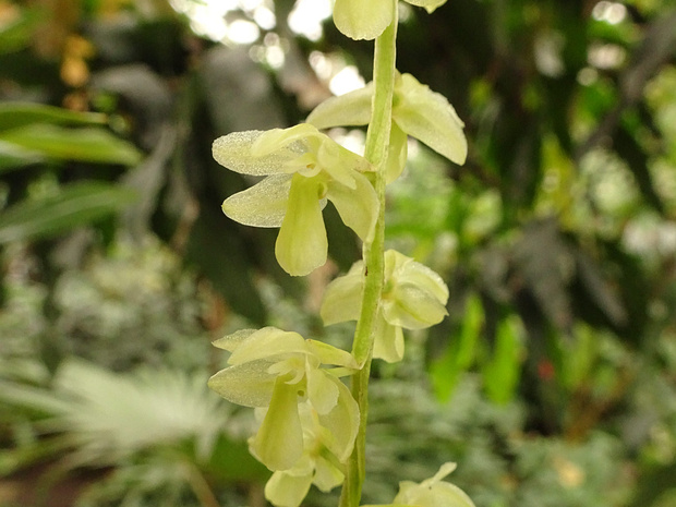 Дендрохилум нитевидный - Dendrochilum filiforme
