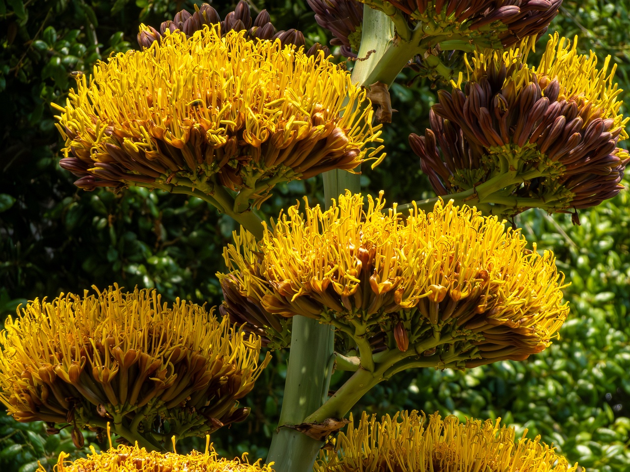 !Agave promontorii _2025-05-13_1-2