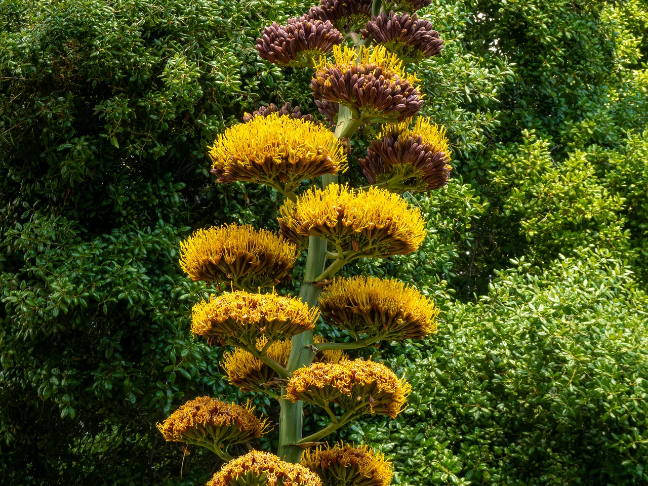 Agave promontorii _2025-05-13_1-1
