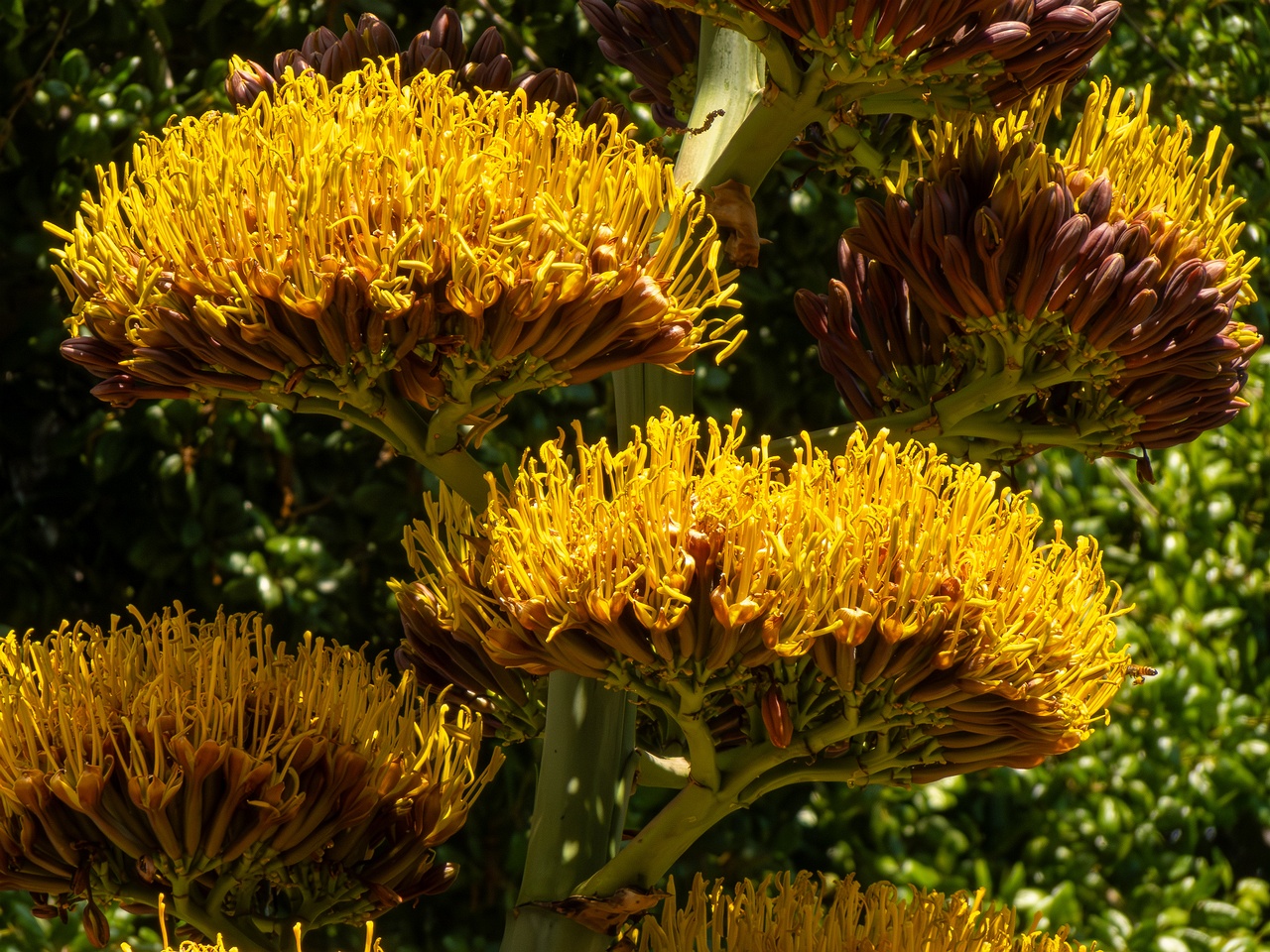 Agave promontorii _2025-05-13_1-3