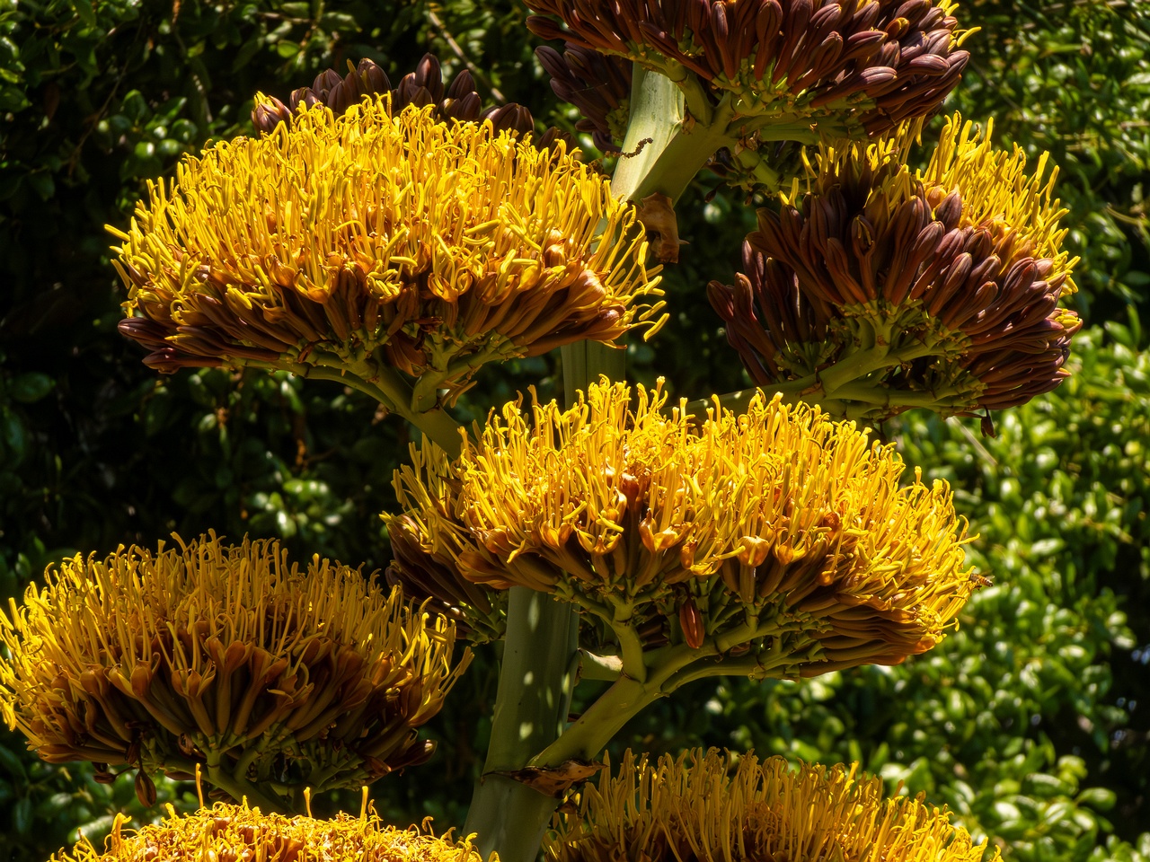 Agave promontorii _2025-05-13_1-4