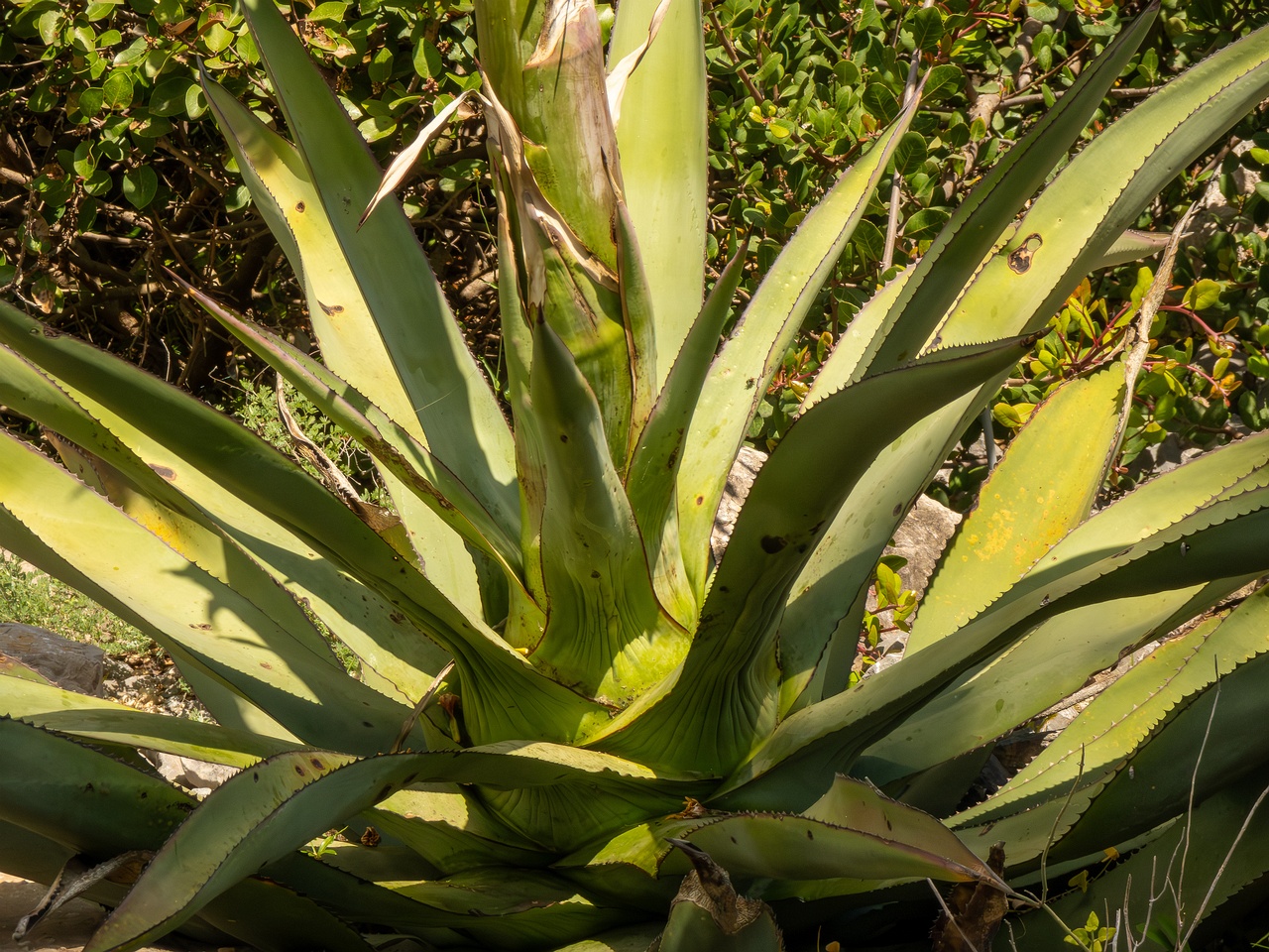 Agave promontorii _2025-05-13_1-5