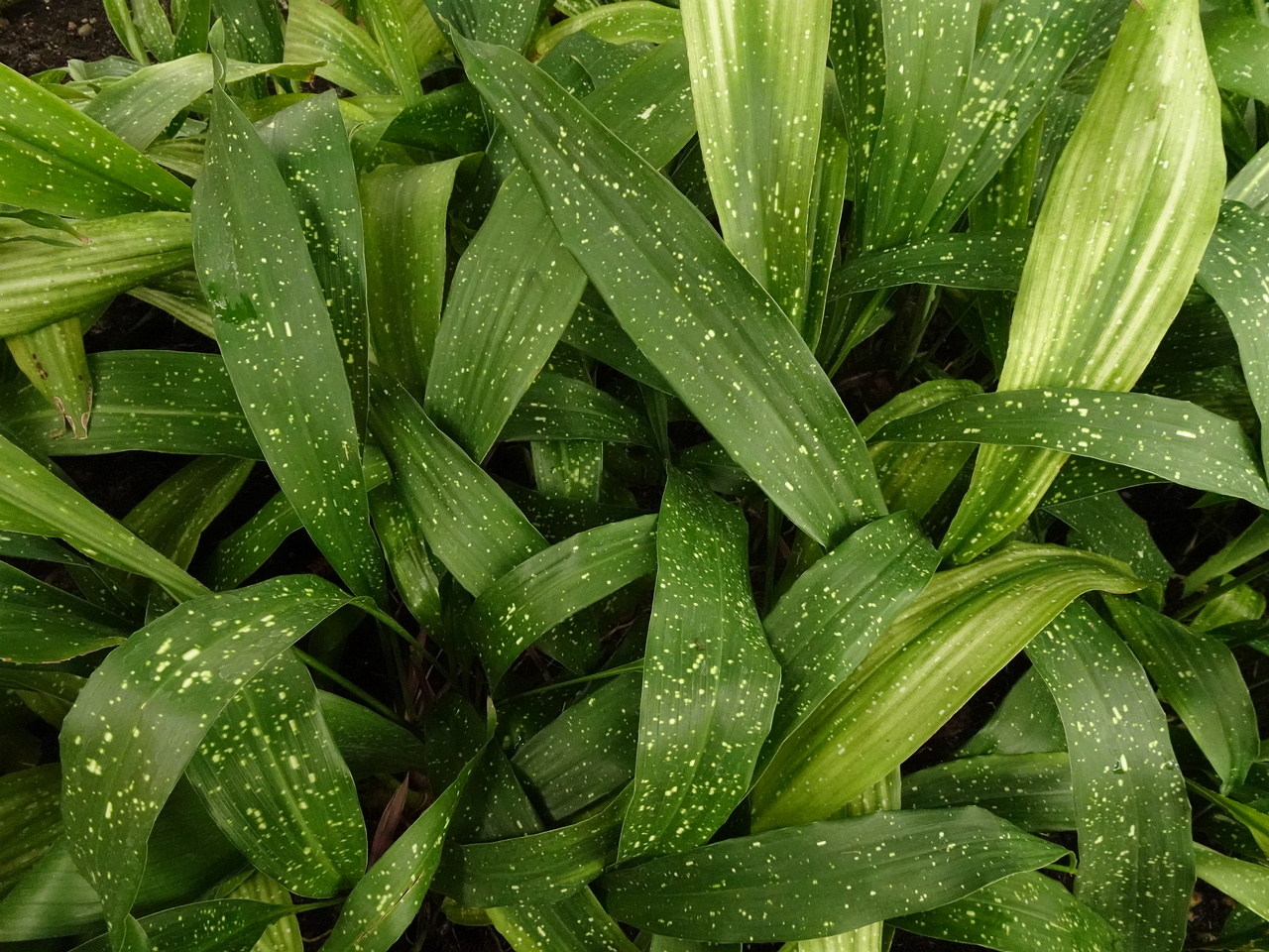 DSC00080