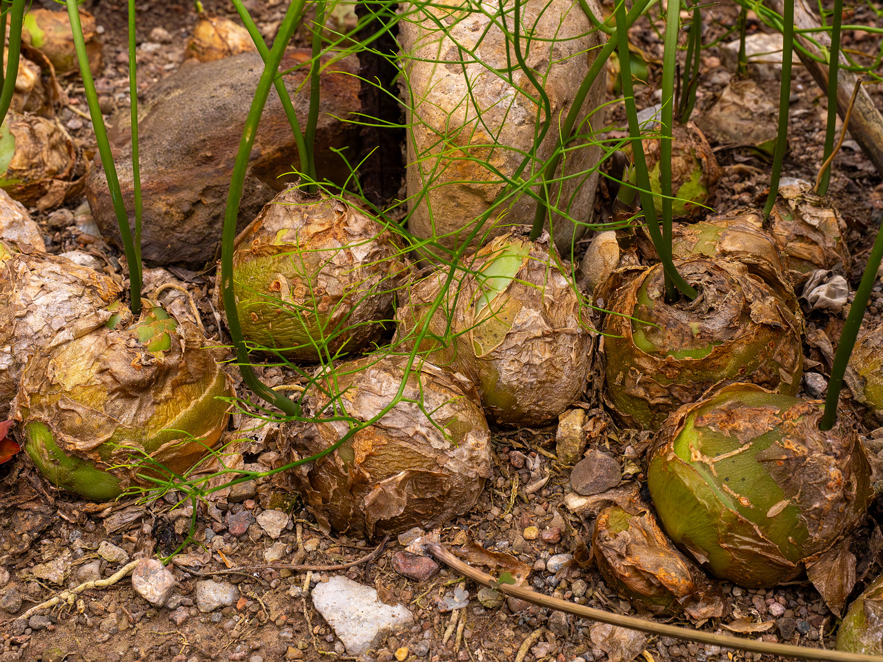 Bowiea volubilis _2025-04-12_1-1