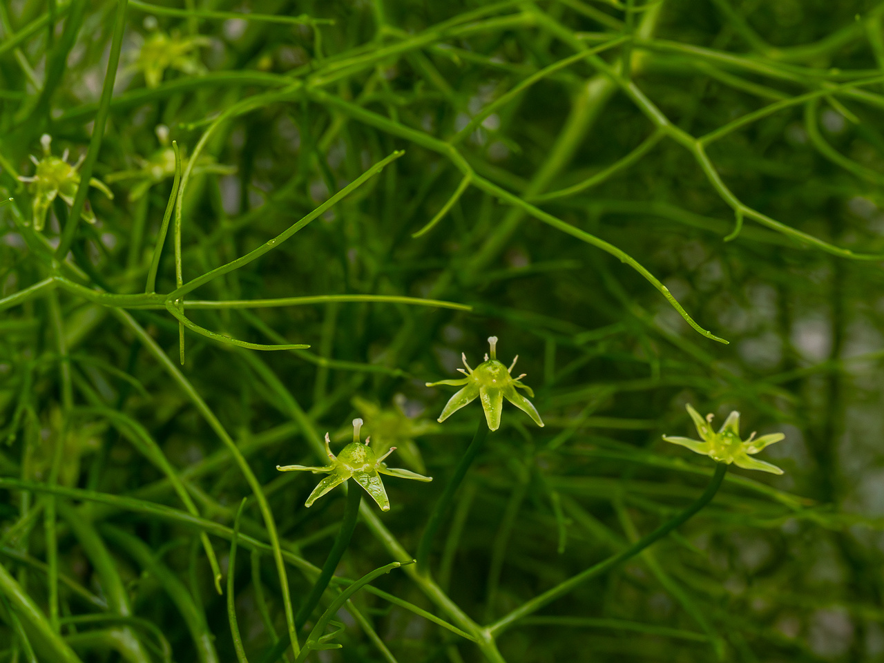 Bowiea volubilis _2025-04-12_1-10