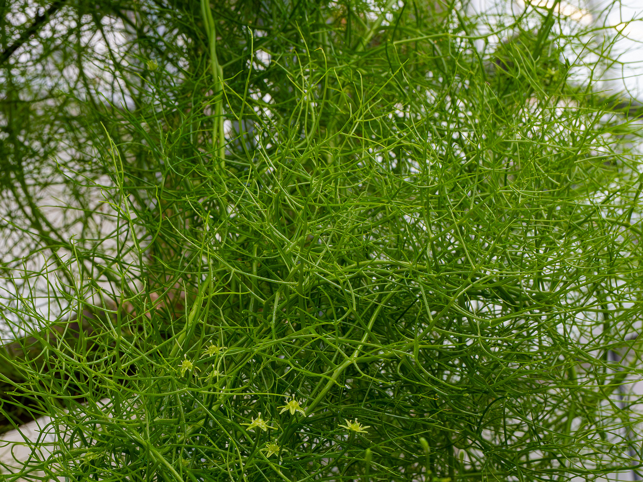 Bowiea volubilis _2025-04-12_1-11
