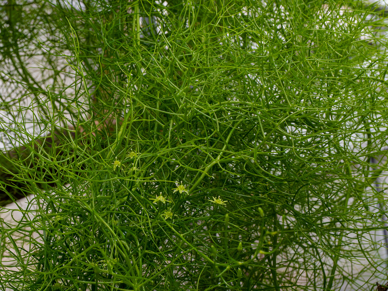 Bowiea volubilis _2025-04-12_1-12