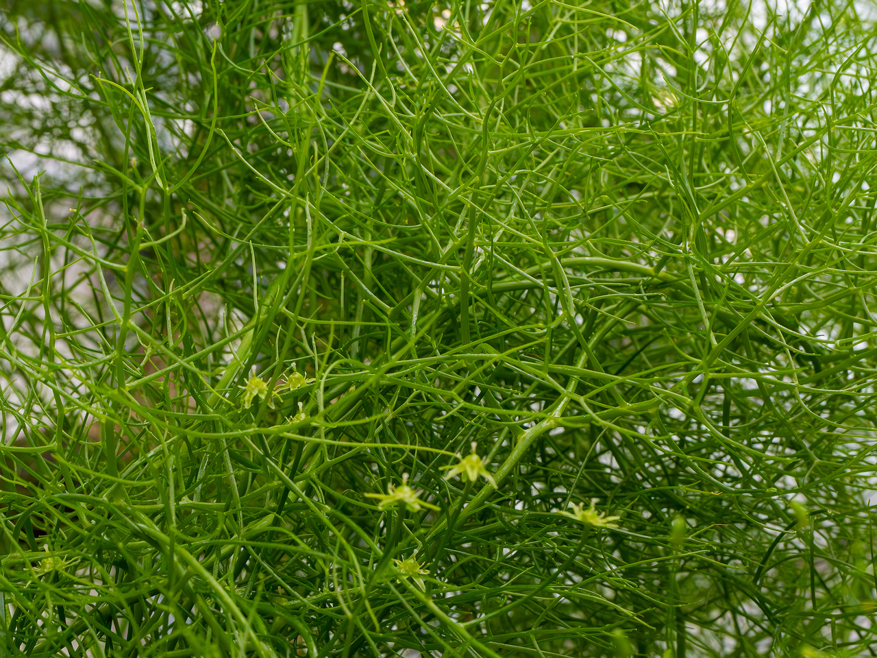 Bowiea volubilis _2025-04-12_1-13