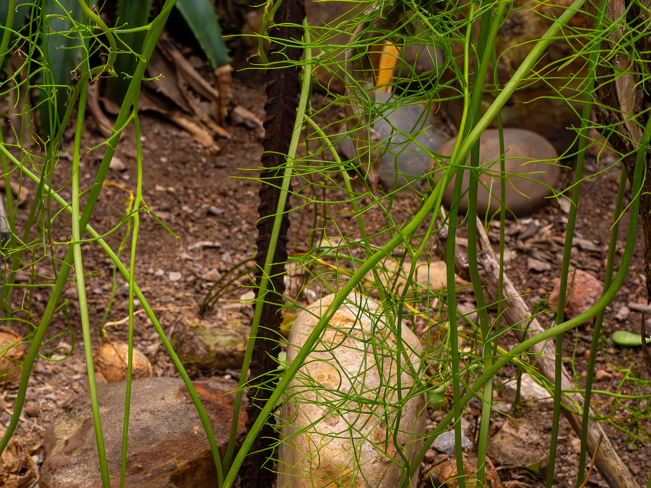 Bowiea volubilis _2025-04-12_1-3