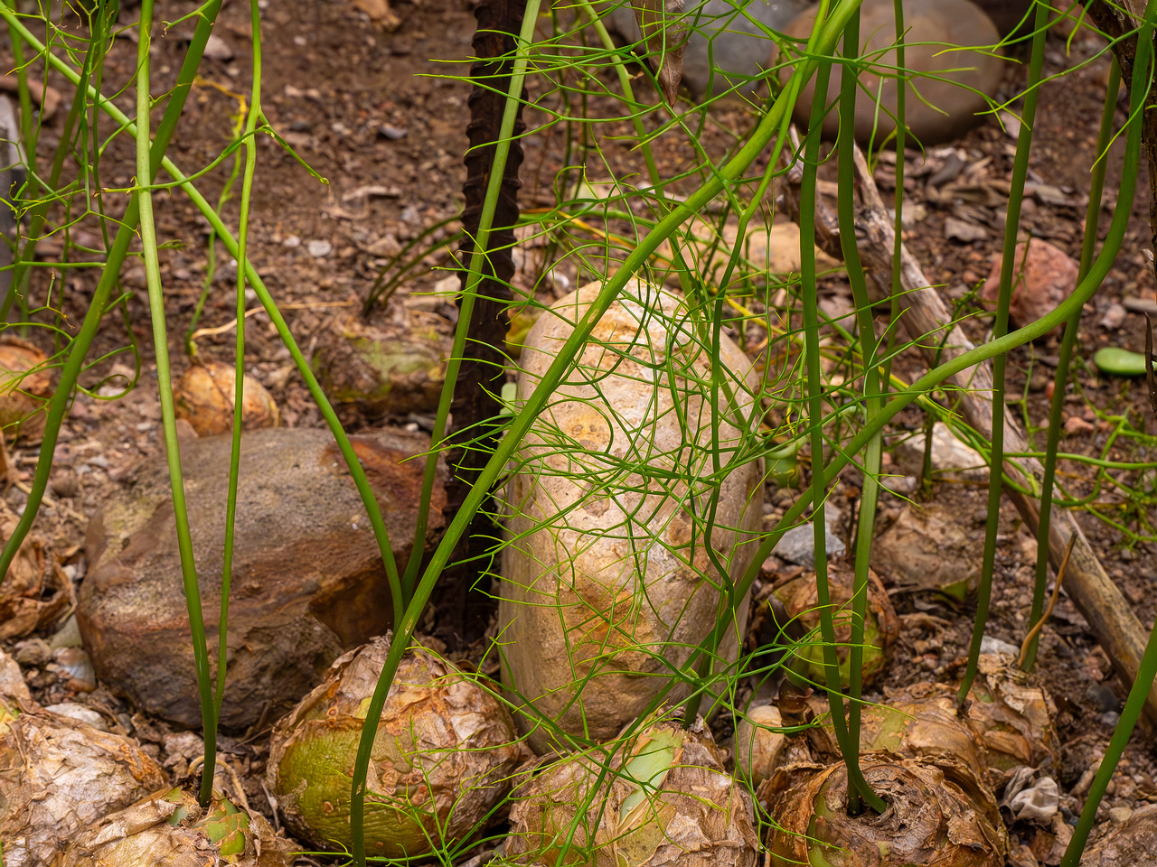 Bowiea volubilis _2025-04-12_1-4