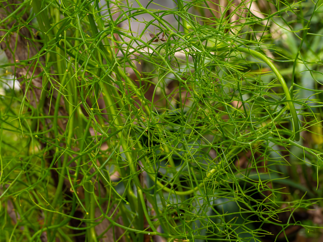 Bowiea volubilis _2025-04-12_1-6