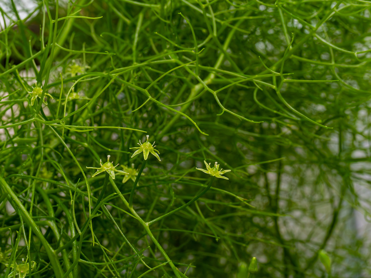 Bowiea volubilis _2025-04-12_1-7