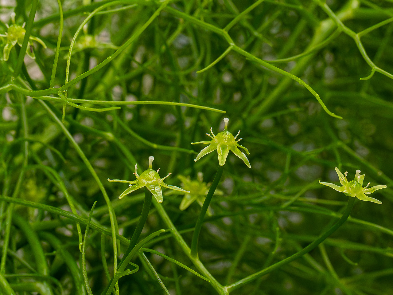 Bowiea volubilis _2025-04-12_1-8
