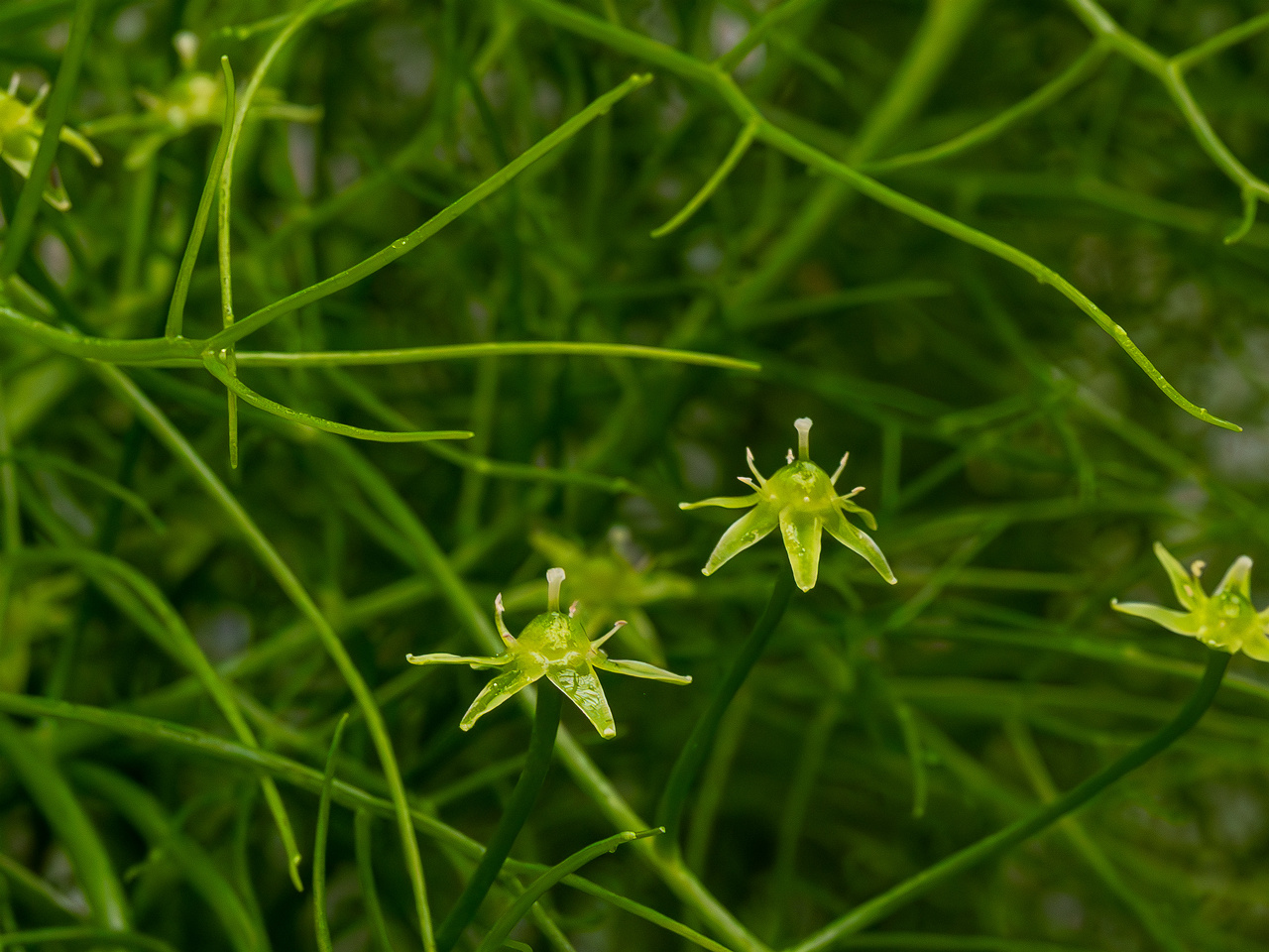 Bowiea volubilis _2025-04-12_1-9