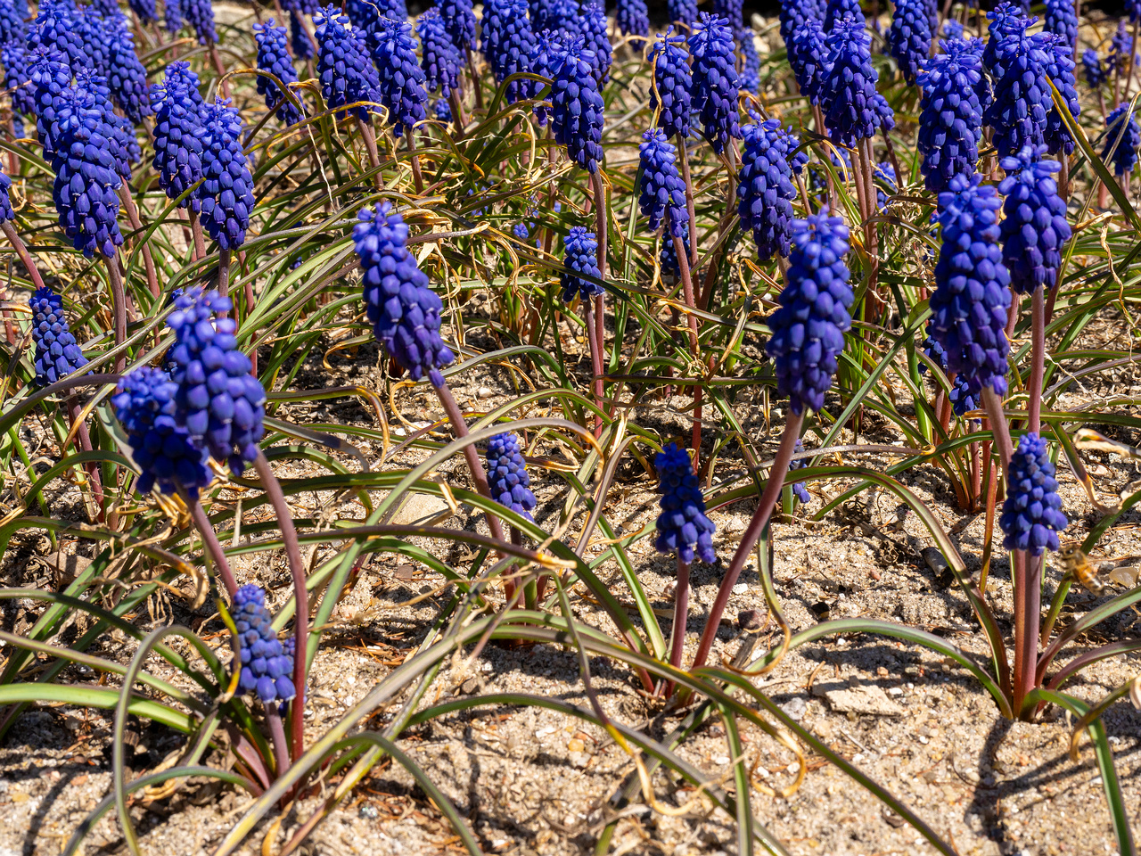 Гадючий-лук-незамеченный_Muscari-neglectum_1-1