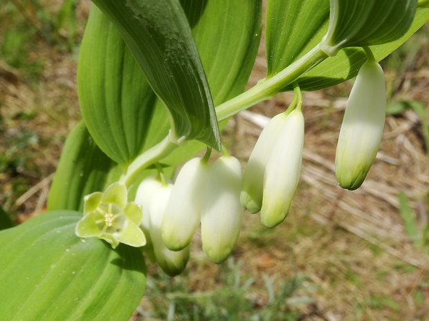 Купена душистая - Polygonatum odoratum