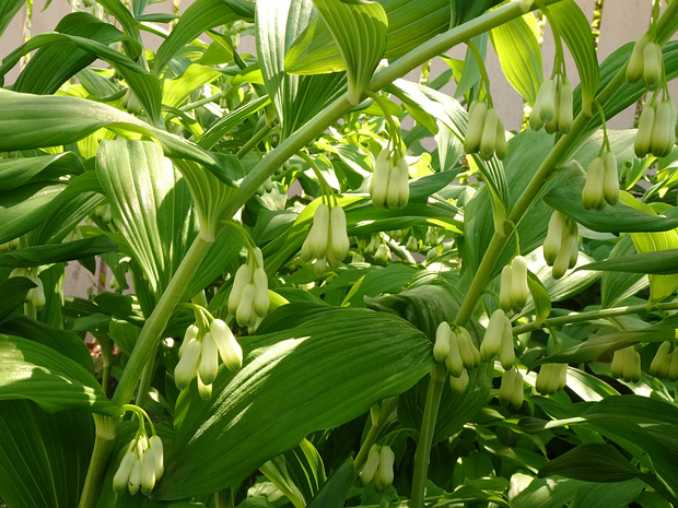 Купена x гибридная - Polygonatum x hybridum