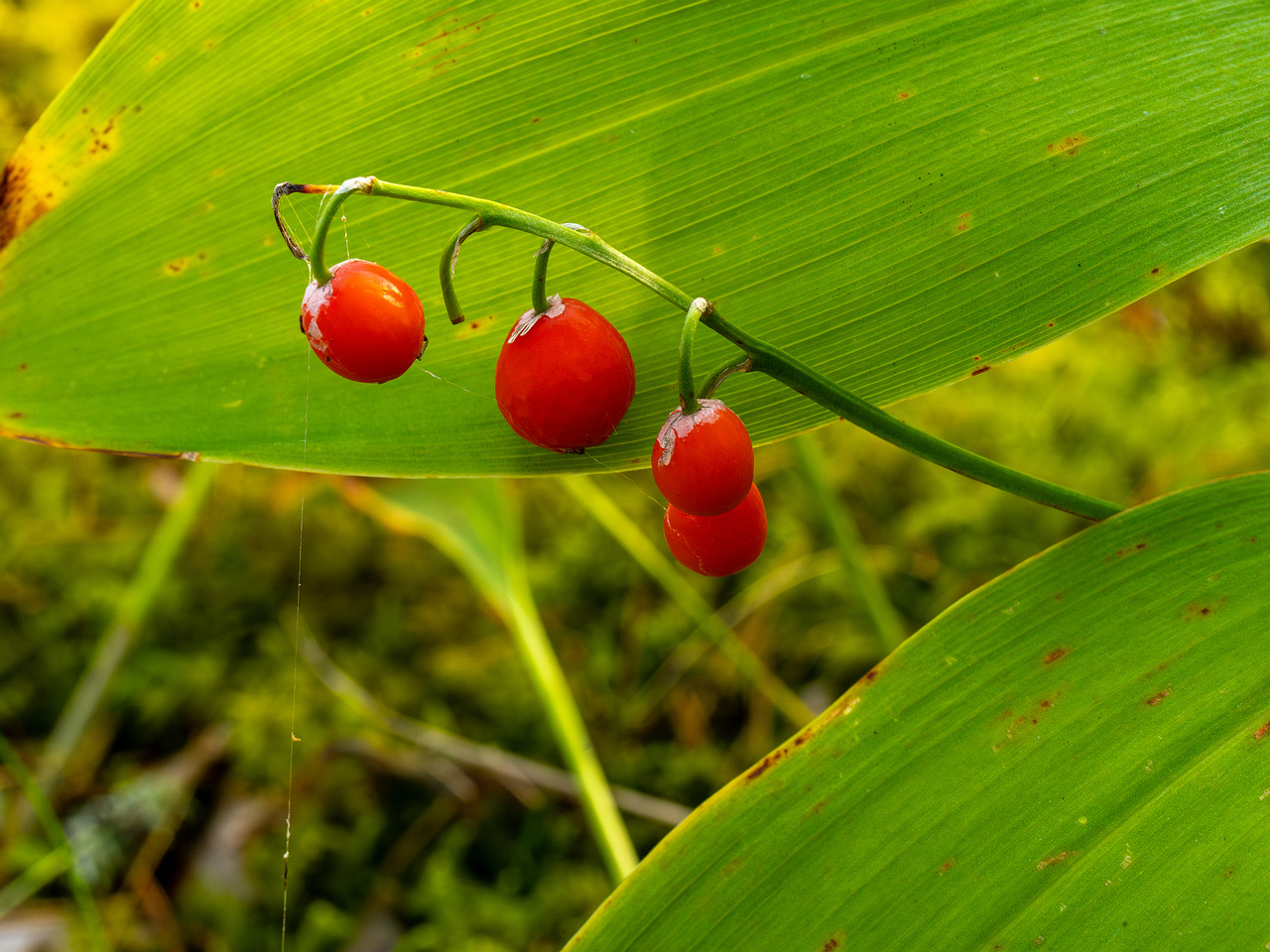convallaria-majalis_1-5