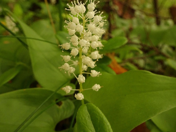 Майник двулистный - Maianthemum bifolium
