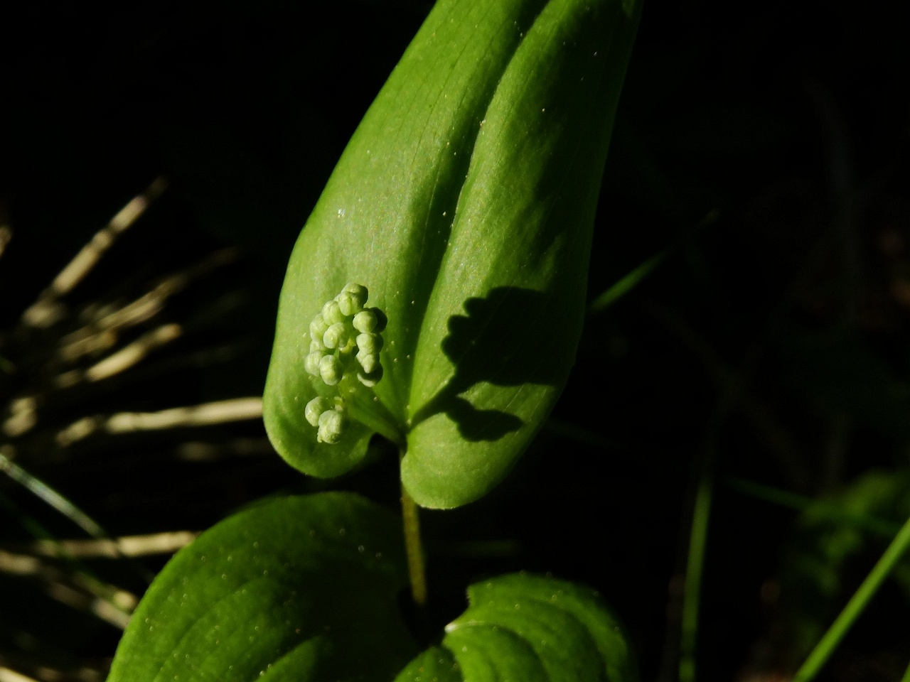 DSC00042