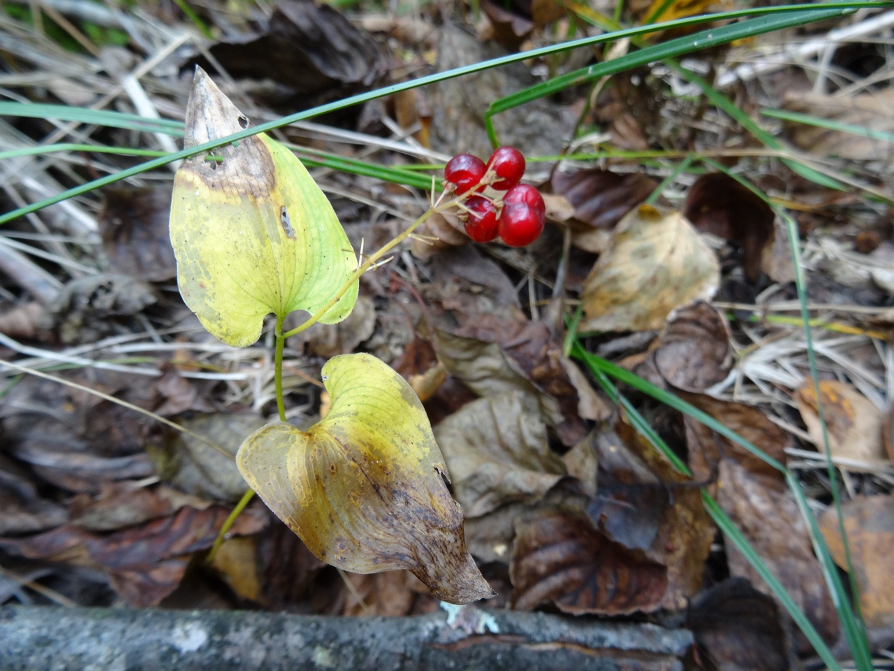 fungi-0000026